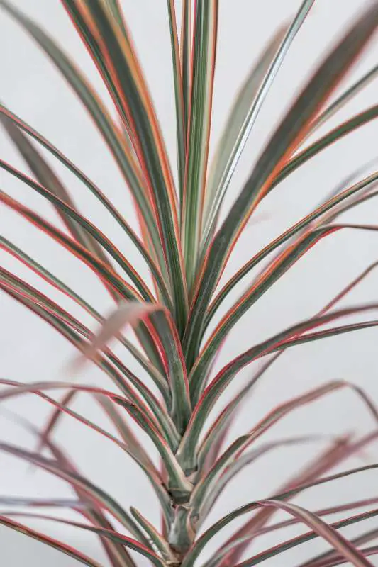 Dracaena Marginata Plant, photo by Alex Quezada, Unsplash