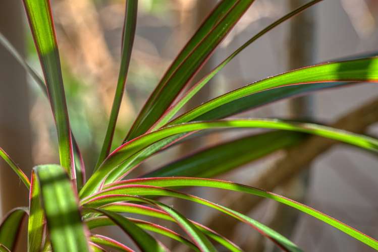 Dracaena Dragon Tree, photo by Gabriele Lässer, Pixabay