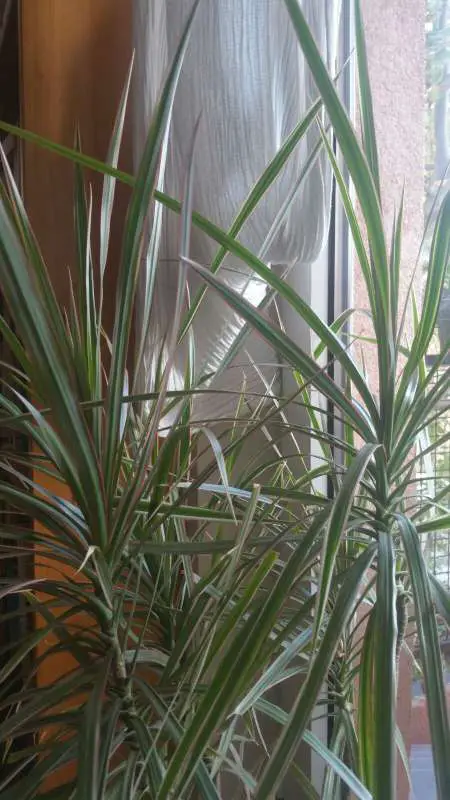 Mr. Houseplant's Friend's Dracaena Marginata