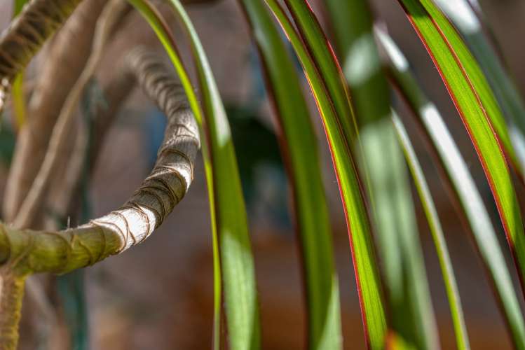 Dracaena plant by Gabriele Lässer, Pixabay