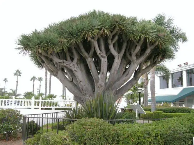 Large Dracaena Draco tree from Dave's Garden website