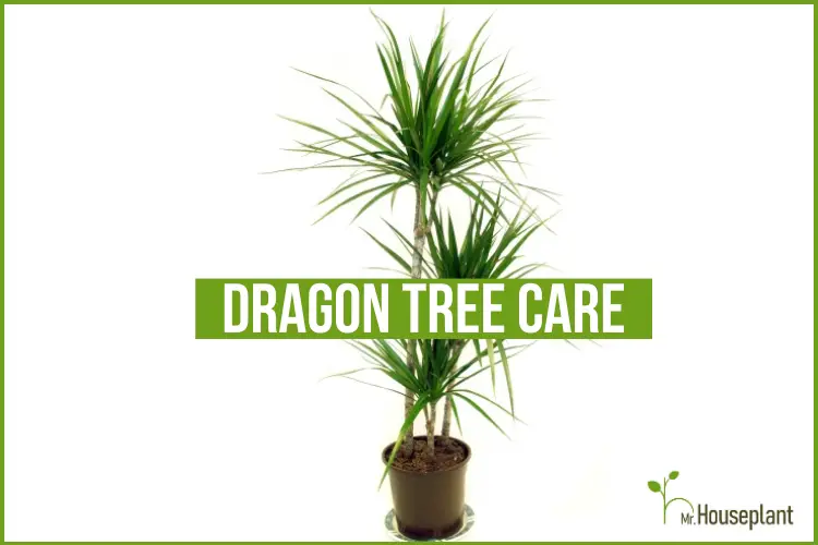 featured-Dragon Tree care