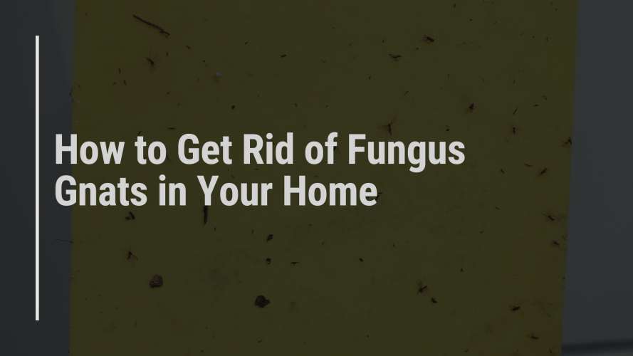 how to get rid of fungus gnats in your home