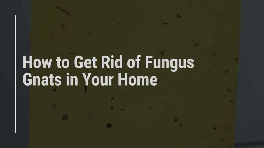 1-How_to_Get_Rid_of_Fungus_Gnats_in_Your_Home how to get rid of fungus gnats in your home