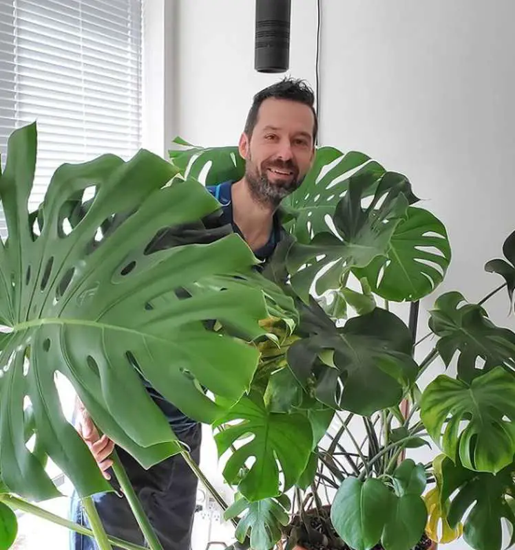 mr houseplant with his monstera