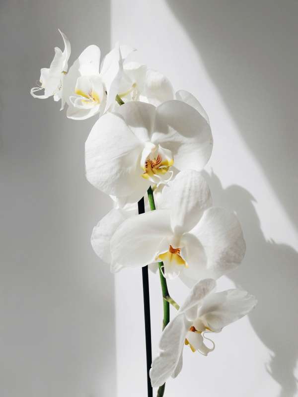 orchid with its white flowers