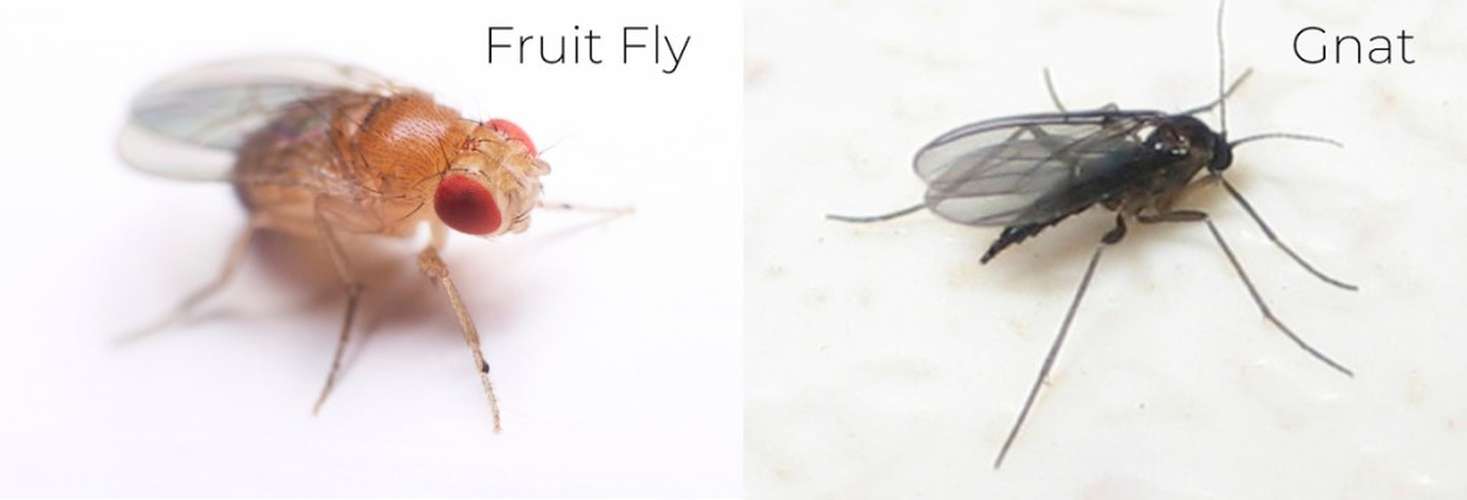 fruit flies and fungus gnats
