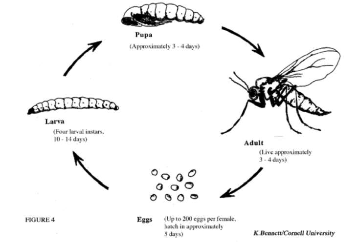 fungus gnat lifecycle