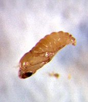 fungus gnat larvae