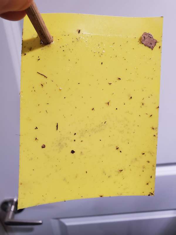 14-Fungus_gnats_and_yellow_sticky_traps_-_Mr._Houseplant fungus gnats and yellow sticky traps mr houseplant