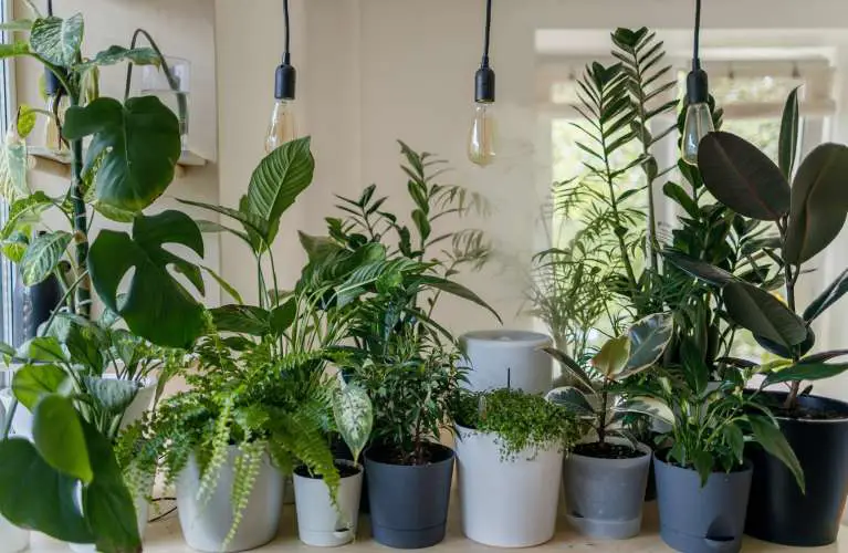 Green plants in their white and grey flower pots placed in the house under the grow lights