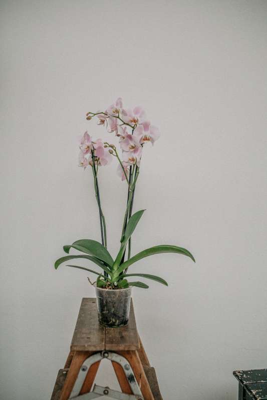 A plant on the table with its pink-white flowers in the transparent pot