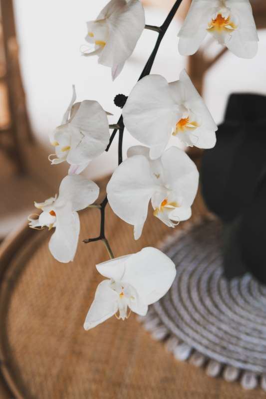 White flowers and orange pollen on Moth orchids