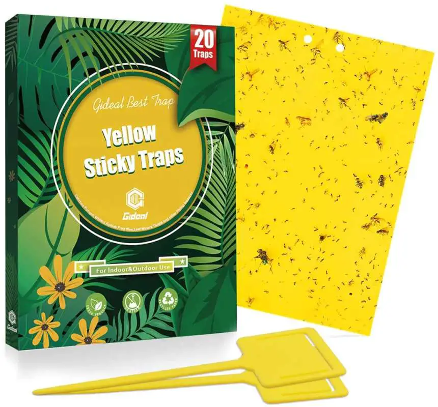 yellow sticky traps