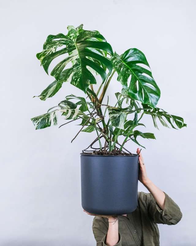 A man is holding Monstera in its pot