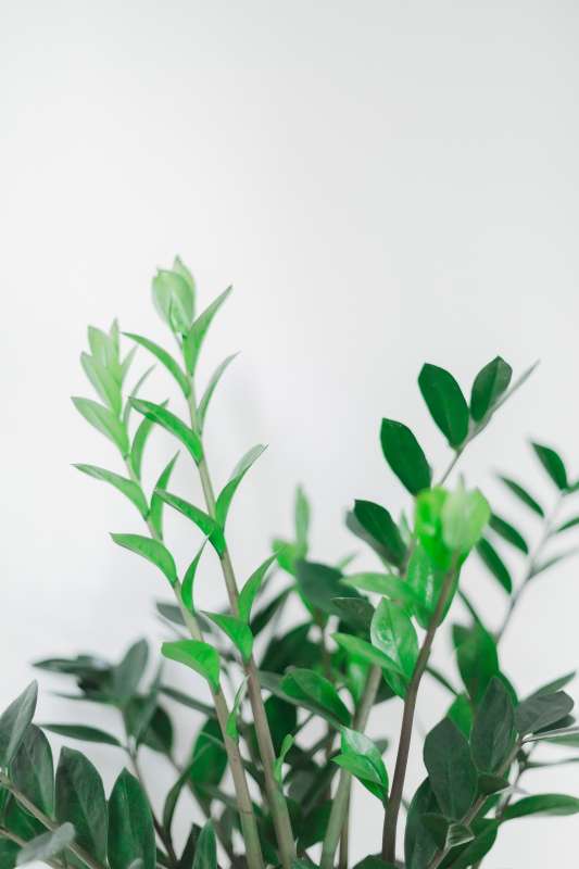 ZZ plant in front of a white wall