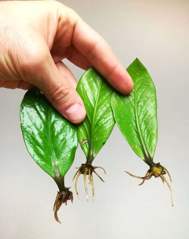 A hand is holding two zz plant propagated leaves
