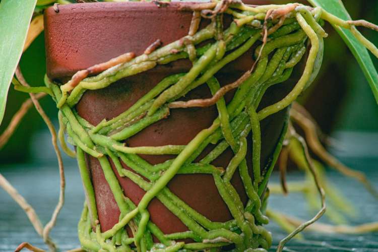 Green air roots wrapped around the terra cotta pot