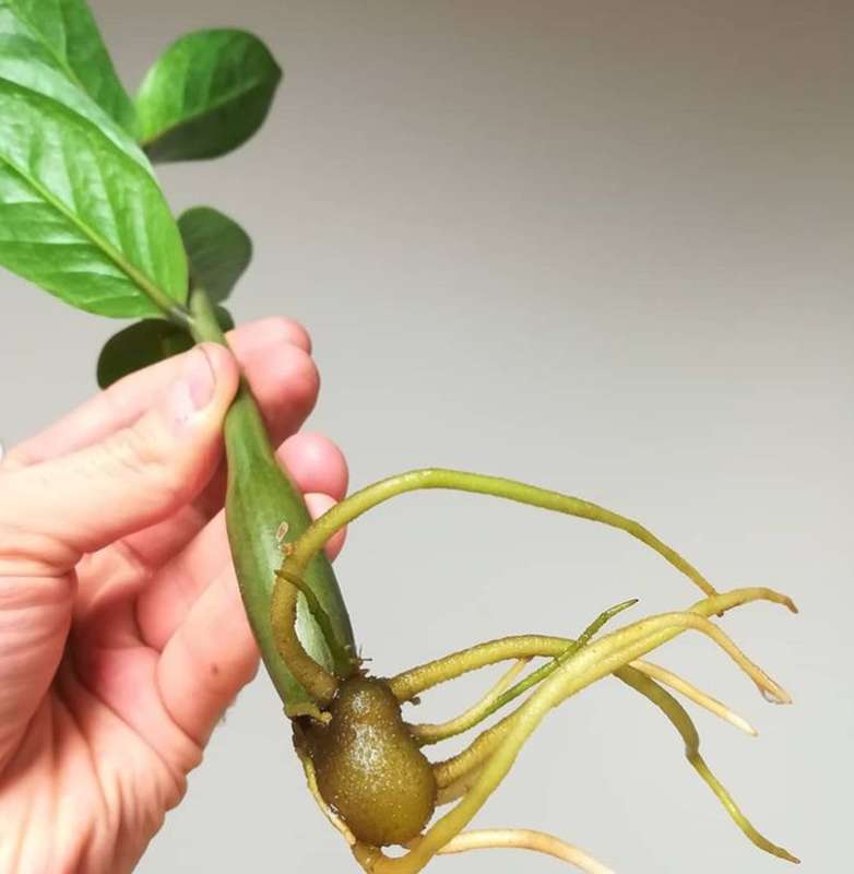 A hand is holding a zz stem propagated cutting