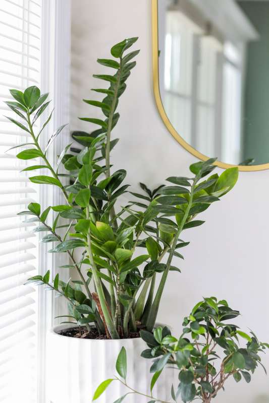 A plant in its white pot in front of a mirror