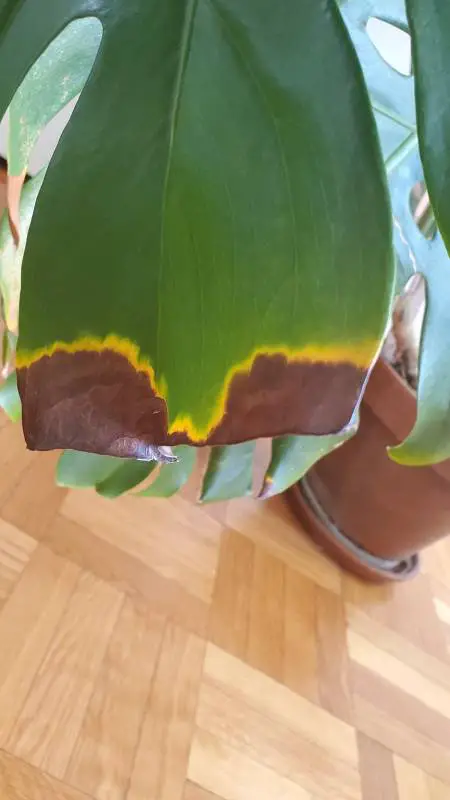 7-Brown edges on Monstera plant