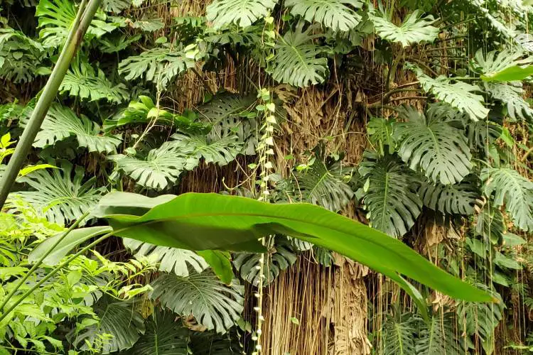8-Monstera aerial roots