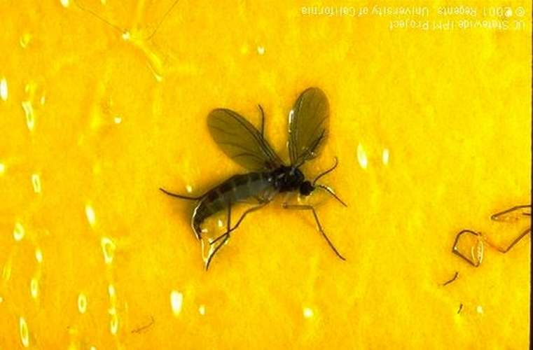 9-Fungus_gnat fungus gnat
