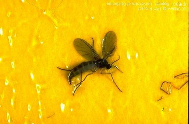 fungus gnat