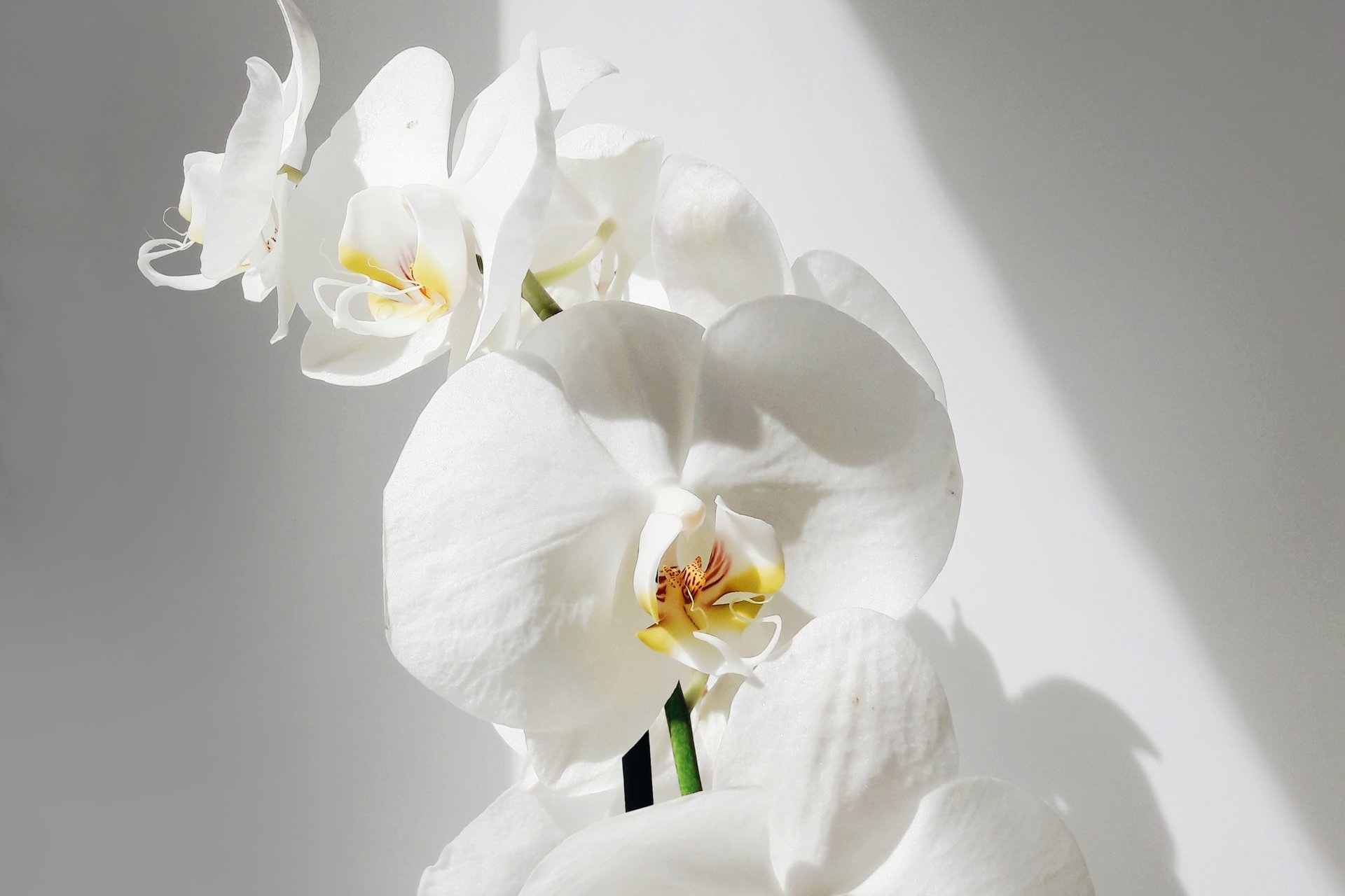 Phalaenopsis Orchid Care Guide (Indoors) Mr.Houseplant