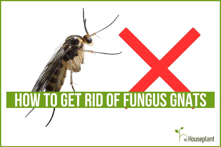 How to Get Rid of Fungus Gnats in Houseplants Naturally