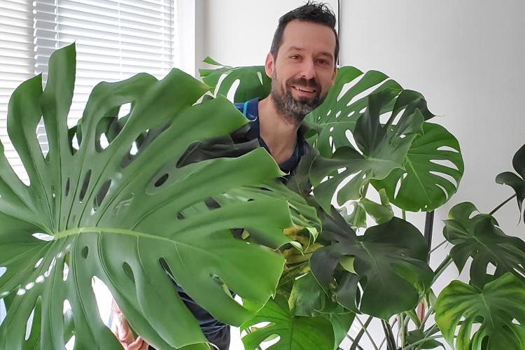 Monstera Deliciosa Care: Water, Soil, Temperature