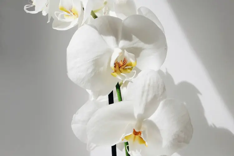 featured-phalaenopsis orchid care