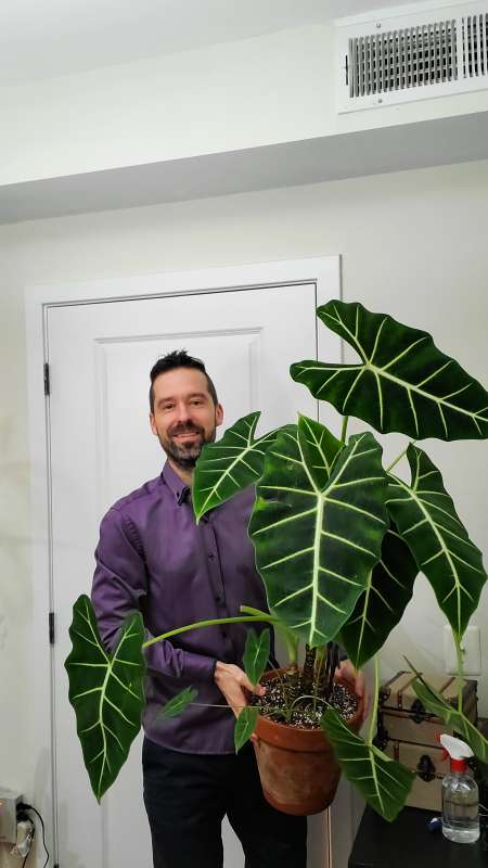 Mr. Houseplant is holding Alocasia