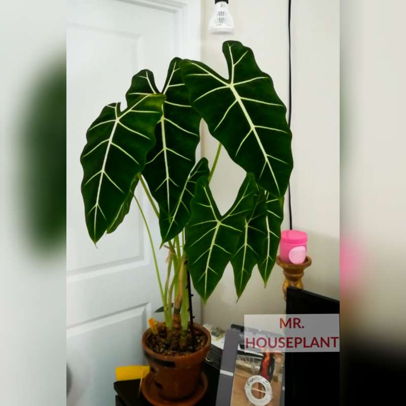 Green Velvet in an entrance hall in front of a white door