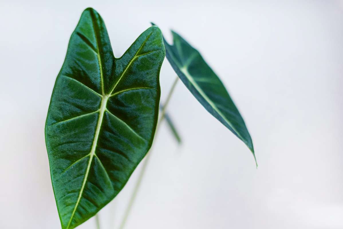 Two green leaves of Alocasia