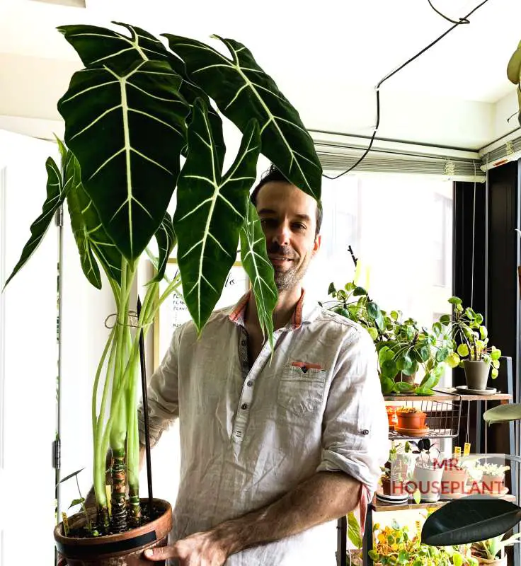 A man in the white shirt is smiling and holding a plant