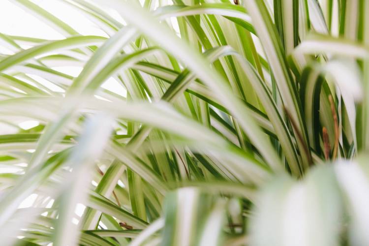 Spider plant leaves