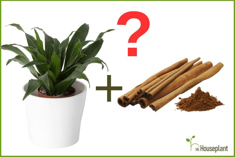 Should You Use Cinnamon For Houseplants