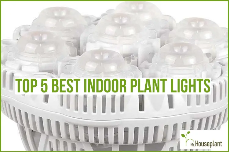 featured photo-best grow lights for tropical plants