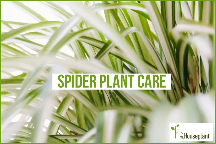 featured-spider plant care