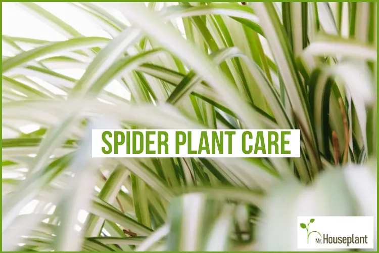 Curly Spider Plant Plant Care: Water, Light, Nutrients