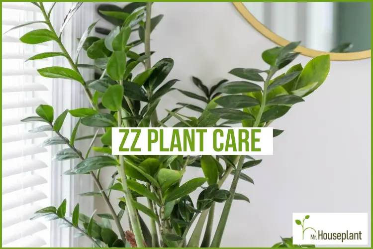 featured-zz plant care