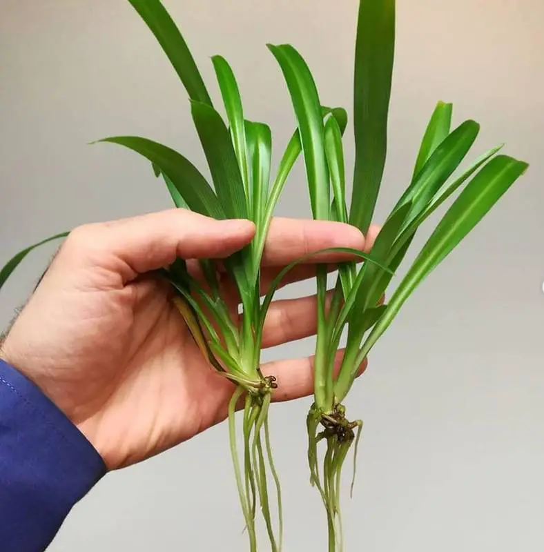 A hand is holding two Spider plants propagated cuttings