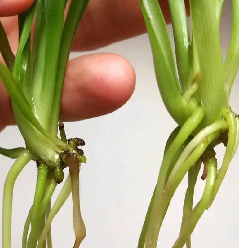 The hand holds Spider plants roots close up