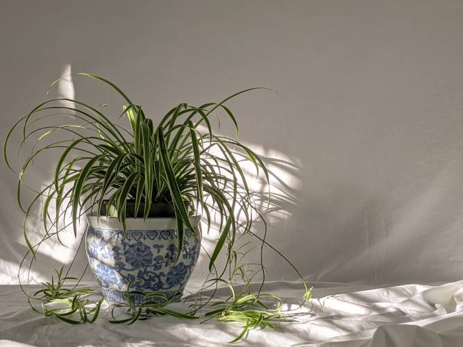 A spider plant in the afternoon light