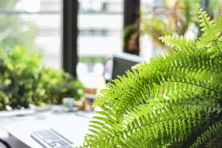 Boston Fern in a bright room in front of a window