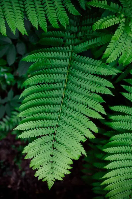 Bostorn Fern leaves