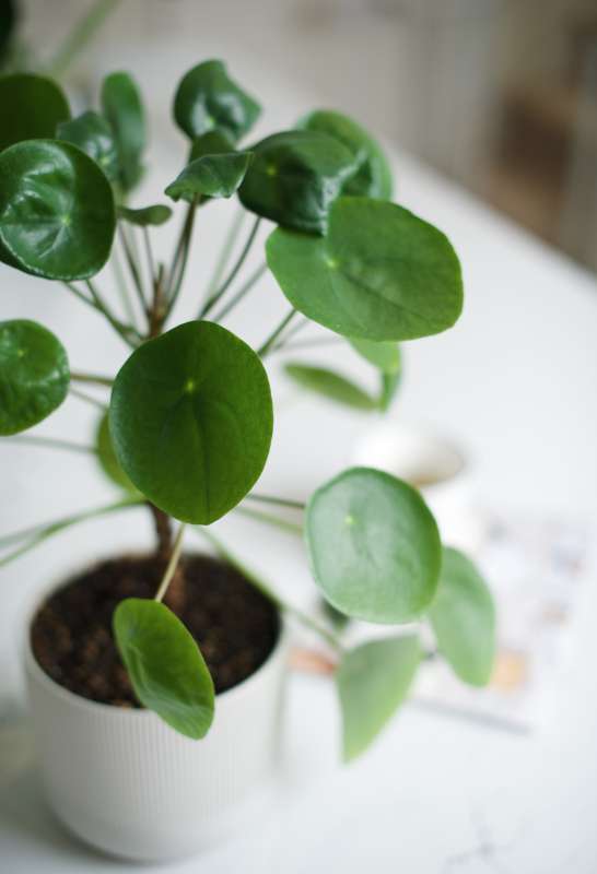 Chinese money plant in a white pot