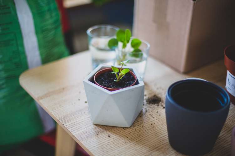 Pilea peperomioides on the wooden table in a polygonal white pot next to the empty dark-blue pot