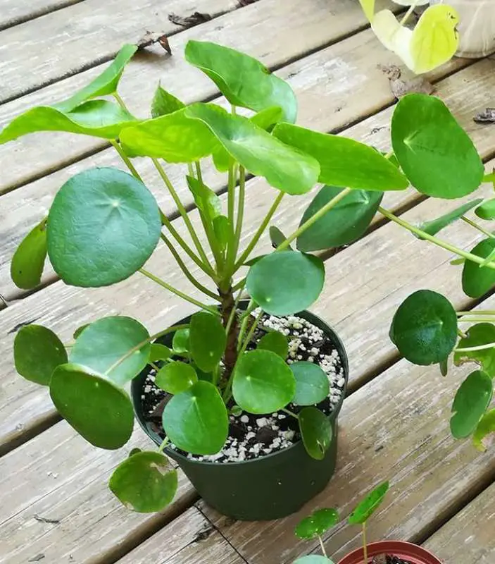 Chinese Money Plant on the floor in its pot